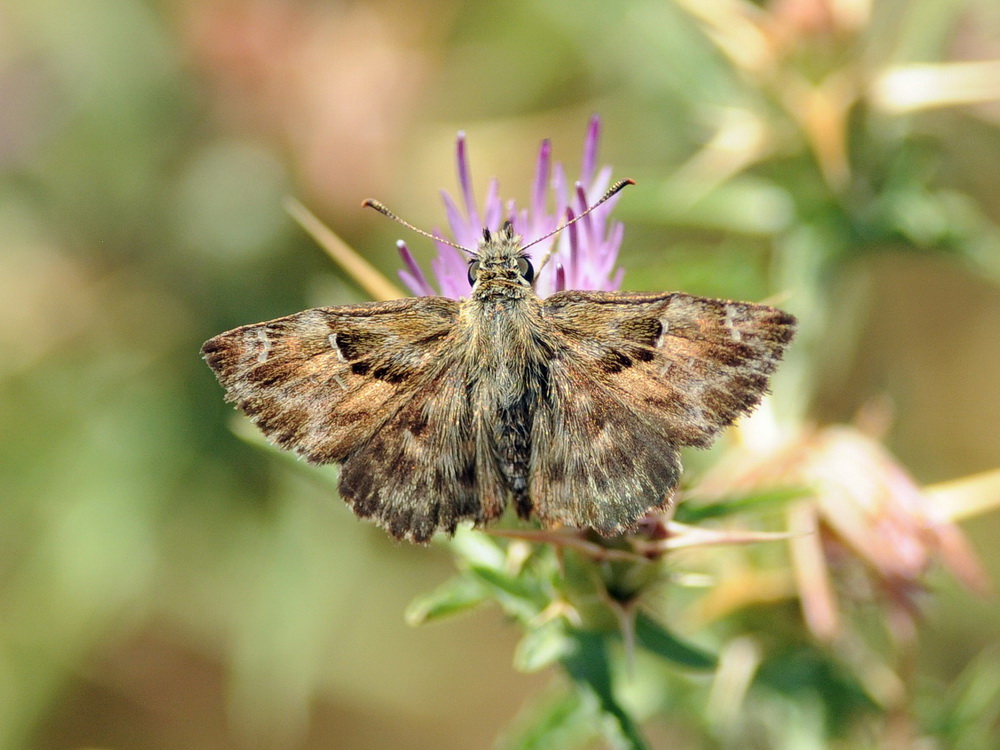 altro Hesperiidae:  Carcharodus alceae